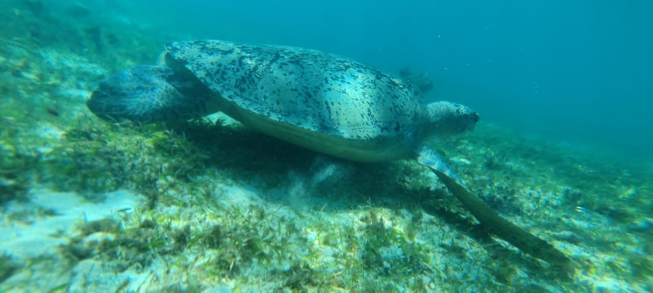 Tortues marines